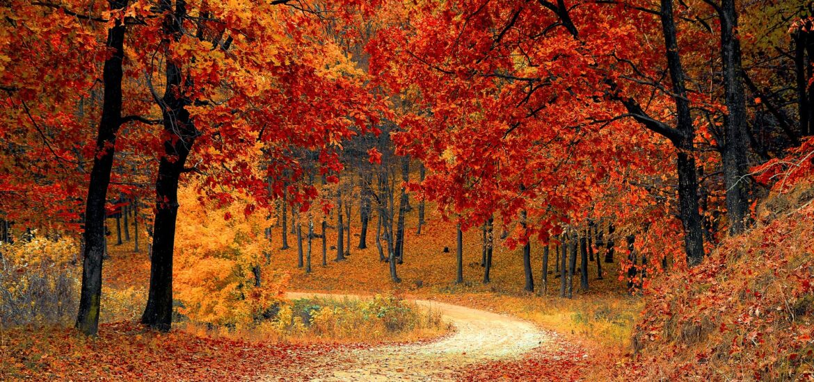 Grusväg på hösten