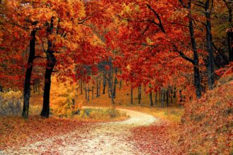 Grusväg på hösten